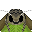 Acacia Hawkmoth portrait