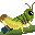 Alpine Grasshopper portrait
