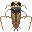 Backswimmer portrait