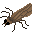 Caddisfly portrait