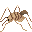 Cave Cricket portrait