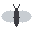 Ghost Moth portrait