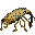 Golden-eyebrowed Weevil portrait