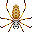 Orb Weaver portrait