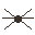 Water Strider portrait